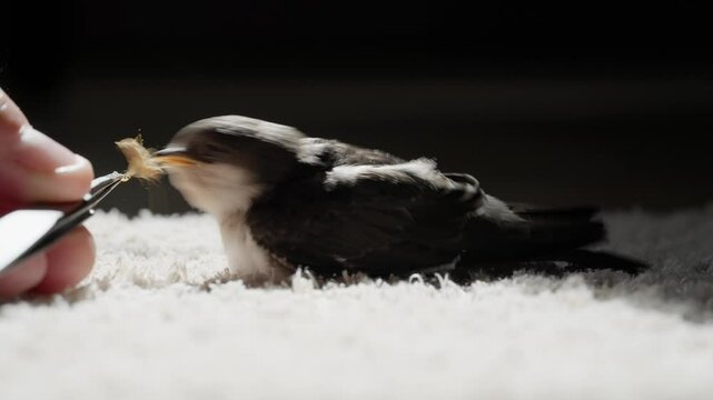 Kleine s&uuml;sse junge mehlschwalbe sitzt auf einem teppich und wird mit der pinzette und heimchen gef&uuml;ttert