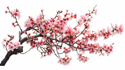 Fototapeta premium Delicate Pink Cherry Blossoms Branch - Spring Flowers Photography