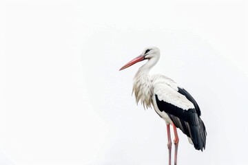 Elegant stork against white background