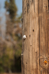 Small white snail climbing on the side of a wooden post