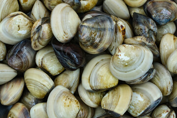 Fresh clams for seafood background