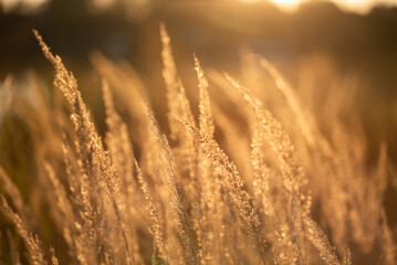 Jesienne złote trawy na łące, tapeta dekoracja. © Elżbieta Kaps