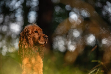 Cocker spaniel angielski, portret w lesie, tapeta. 