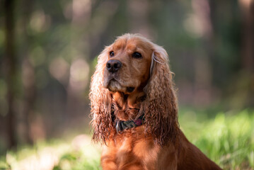 Cocker spaniel angielski, portret w lesie, tapeta. 