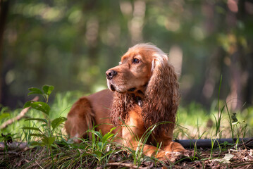 Cocker spaniel angielski, portret w lesie, tapeta. 