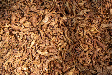 Dry Chestnut Leaves. Autumn background