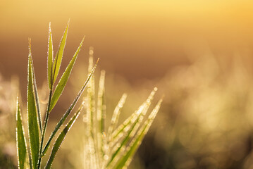 Jesienne złote trawy na łące, tapeta dekoracja. © Elżbieta Kaps