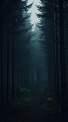 Fototapeta premium Dark forest outdoors woodland nature.