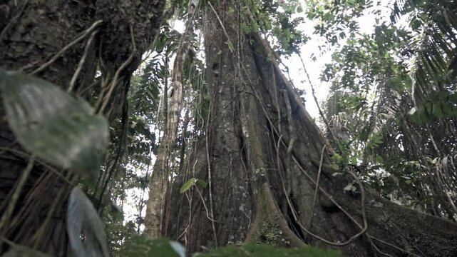 Ancient tree in the amazon forest in Tena, Ecuador.