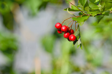 red hawthorn berries on a branch