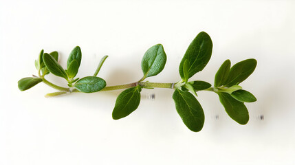 Fototapeta premium Fresh Thyme Sprig Close Up: Green Leaves and Stem
