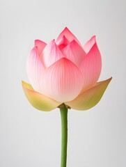 Elegant Pink Lotus Flower in Blooming Splendor