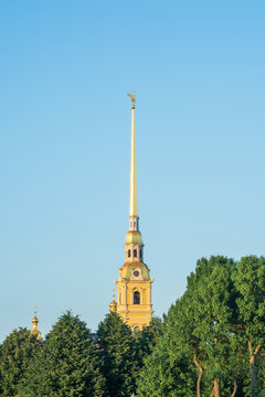 spire of the Peter and Paul Cathedral are visible behind the tree crones in St. Petersburg