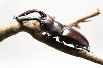 Hexarthrius mandibularis, stag beetle, on dry branch, isolated on white background