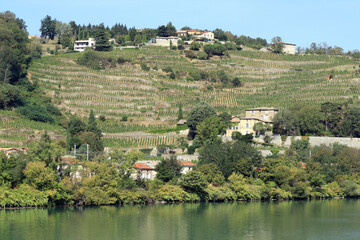 Hillside with vineyard, in Rhone valley, france