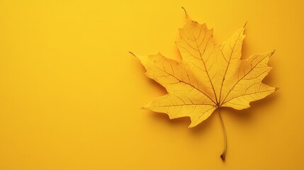 Fototapeta premium A crisp, yellow autumn leaf isolated on a vibrant yellow background, showcasing seasonal tones.