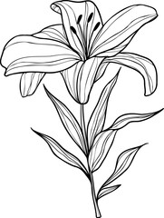Line art lily flower illustration, vector flower, outline lily floral art