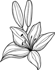 Line art lily flower illustration, vector flower, outline lily floral art