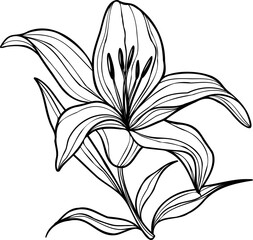 Line art lily flower illustration, vector flower, outline lily floral art