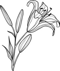 Line art lily flower illustration, vector flower, outline lily floral art