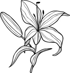 Line art lily flower illustration, vector flower, outline lily floral art