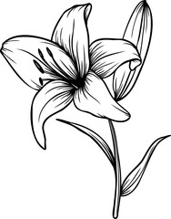 Line art lily flower illustration, vector flower, outline lily floral art