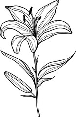 Line art lily flower illustration, vector flower, outline lily floral art