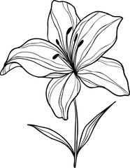 Line art lily flower illustration, vector flower, outline lily floral art