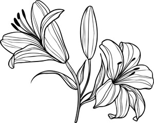 Line art lily flower illustration, vector flower, outline lily floral art
