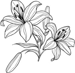 Line art lily flower illustration, vector flower, outline lily floral art