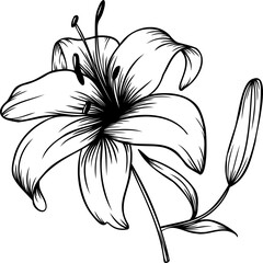 Line art lily flower illustration, vector flower, outline lily floral art