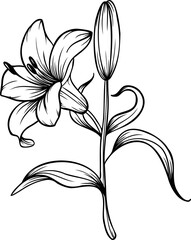 Line art lily flower illustration, vector flower, outline lily floral art