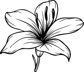 Line art lily flower illustration, vector flower, outline lily floral art