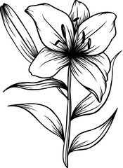 Line art lily flower illustration, vector flower, outline lily floral art