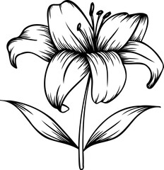 Line art lily flower illustration, vector flower, outline lily floral art