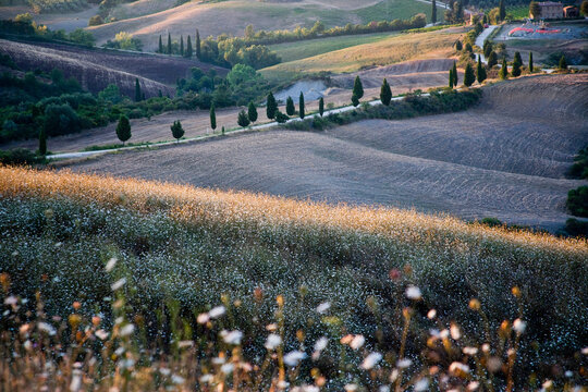 A breathtaking view of gently rolling hills with scattered trees and blooming wildflowers under a vivid sky, epitomizing nature's tranquility and rural beauty in full display in Tuscany Italy