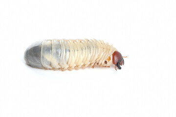 Horn beetle larvae (Oryctes rhinoceros) closeup on isolated background