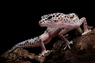 Leaopard gecko closeup on wood with isolated background, Leaopard gecko closeup 