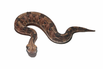 Venomous snake gaboon viper on isolated background, Baby gaboon snake on isolated background, Gaboon viper (Bitis gabonica gabonica) isolated on white background