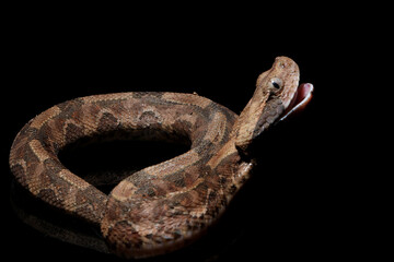 Venomous snake gaboon viper on isolated background, Baby gaboon snake on isolated background, Gaboon viper (Bitis gabonica gabonica) isolated on black background