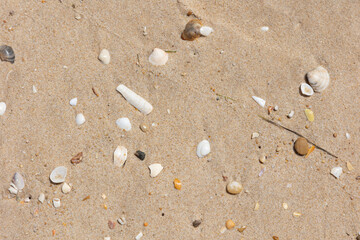 Close-up image of a sandy beach with scattered seashells, capturing the natural beauty and texture of the shoreline. Ideal for representing summer, nature, or coastal environments in photography.
