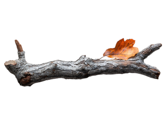 a branch with a leaf on it

