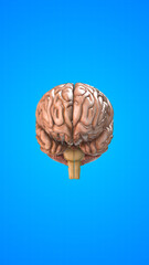 Human internal organ of Brain