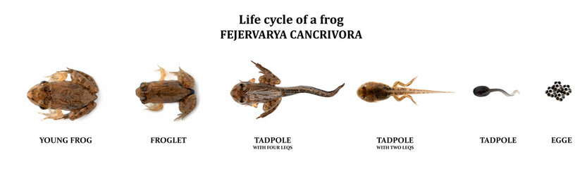 Top view of the metamorphosis stages of Fejervarya cancrivora, showcasing its transformation from tadpole to young frog on a white background, Metamorphosis of Fejervarya cancrivora 