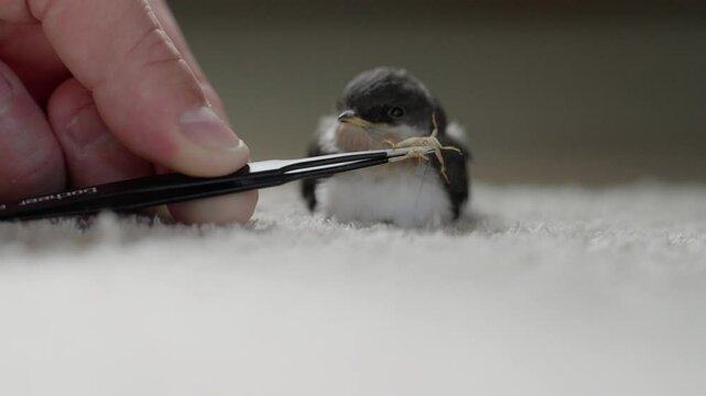 Junge gerettete Mehlschwalbe wird mit Heimchen gef&uuml;ttert und aufgepeppelt f&uuml;r ihren ersten Flug