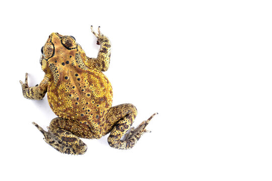 Asian common toad (Duttaphrynus melanostictus) isolated on white backkground, Asian common toad (Duttaphrynus melanostictus) closeup