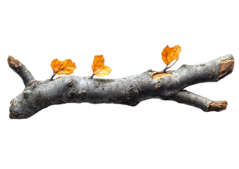 a branch with leaves on it

