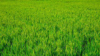 Green grass background. View of straight plant stems in a field. Rice field background. Green grass texture.