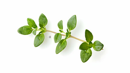 Fototapeta premium Fresh Thyme Sprig Isolated on White Background