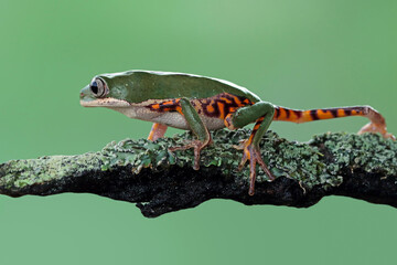 Phyllomedusa hypochondrialis climbing on moss, Northern orange-legged leaf frog or tiger-legged monkey frog closeup  